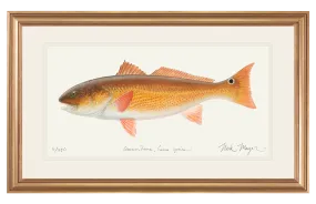 Redfish, 15 lbs Original Watercolor Painting - SOLD